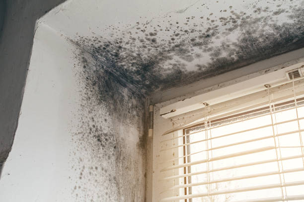 Affordable Mold Remediation solutions in Regency at Monroe, NJ